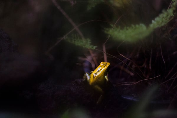 Toxic Yellow Frog Representing Toxic Workplace